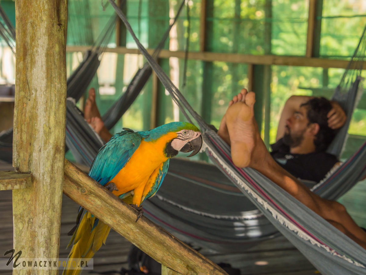 Papuga Ara siedzi przy hamaku w dżungli